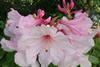 Millais launches new rhododendron