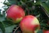 Italien kehrt zu normalen Apfelmengen zurück