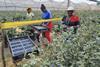 Zimbabwe blueberry harvesting