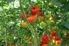 Tomaten - Fruchthandel Magazin