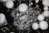 Cobweb mould mushrooms