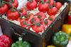 Almería: Bisher rentable Tomaten- und Paprikasaison