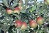 Chemicals in the skin of apples could aid the prevention of bowel cancer