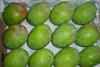 Relying on Indian mangoes