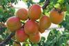 The trio can now grow and market Honeycot