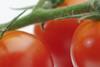 cherry tomatoes
