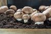 Weniger Torfeinsatz bei Pilzproduktion