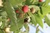 British Berry Growers Sustainability bee biodiversity