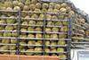 Thai durian transport truck
