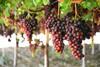 Red grapes on the vine in Puglia Agricoper