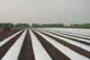 Basamid application on strawberry ground