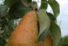 Bumper US pear season likely