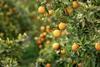 Generic orange grove Adobe Stock