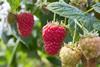 The Summer Berry company supplies premium berries in the UK, Europe, and the Middle East