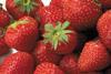 generic strawberries