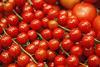 Tomaten_FL_2012__6__03.jpg