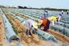 The melon harvest is set to start in Almeria next month