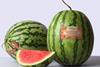 IG seedless watermelon India