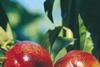 Nectarines in Romagna have been affected