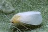 Whitefly is one of the pests Spruzit works against