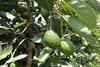 OTC Holland Peruvian organic avocados