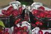 Glamour cherries Sat Edoa Spain