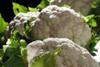 Flandria cauliflower