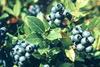 Blueberries could hold diabetes key