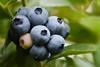 Tasmanian Blueberries