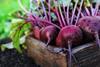 Less than 30 per cent of the children surveyed could identify beetroot