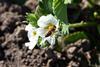 Bee pollination berries Adobe Stock