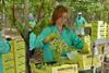Agricoper grapes harvesting