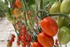 MA Delassus tomatoes