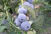 Australian blueberry production