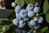 Fall Creek blueberries