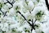 Cherry blossom frost tree