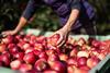 Vog organic Inored apples Armin Huber