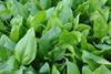 UK vegetable growers prepare for a tough season