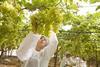 Bayer CropScience grapes