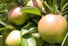 NZ apples