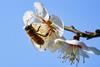 Mason bees