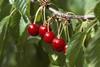 High hopes for Argentinean cherries