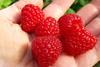 BerryWorld raspberries