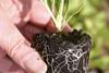 The discovery centres around root growth