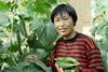Rijk Zwaan China cucumbers