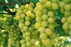 grapes