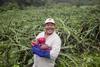 A dragon fruit grower and supplier to Innocent Drinks