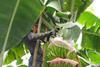 Peru: Bananenexporte überstiegen im ersten Quartal 42 Mio. USD.