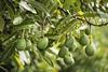 Westfalia avocados on tree