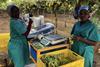 Namibian grape packing